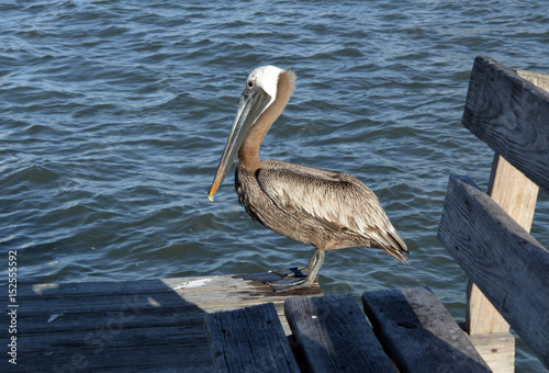 Grey pelican side/Side view of great grey pelican standing on a wooden dock