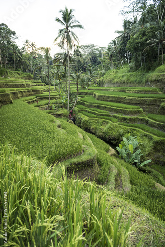 Rice Fields in Tegallalang, Bali, Indonesia