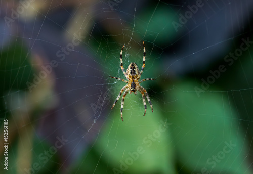 Garden Spider in a Web with Focus on the Body and Head