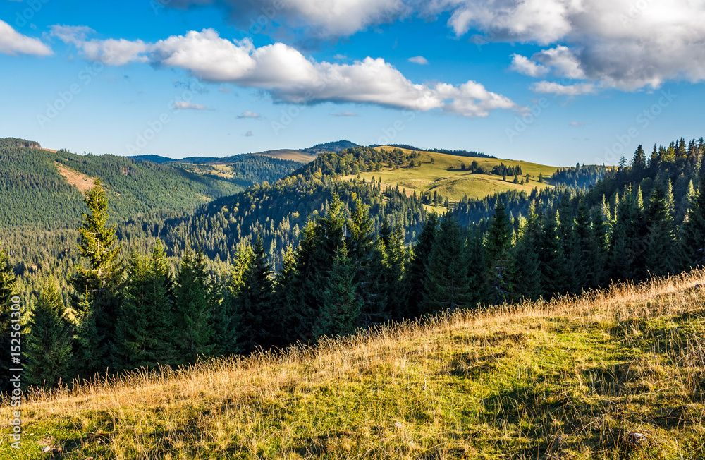 Conifer forest in classic Carpathian mountain Landscape