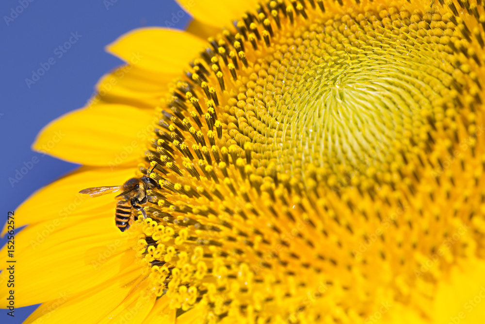Sunflower and Bee Sunflower and Bee