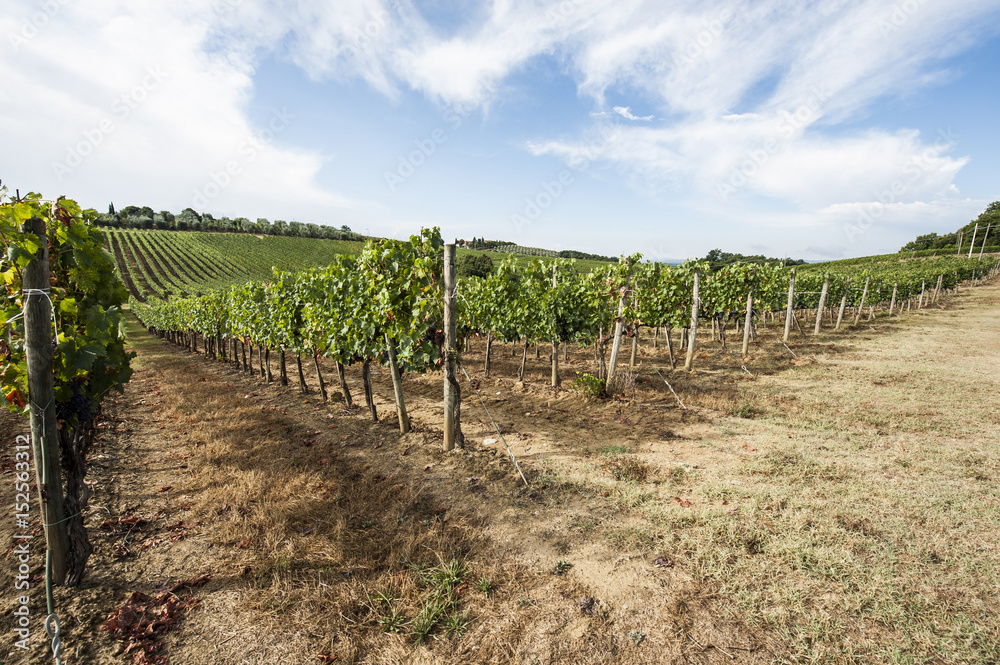 Italian landscape with vineyards