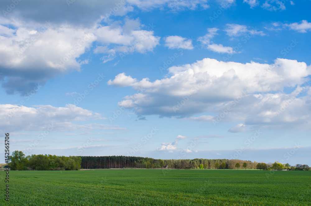Fototapeta premium faraway forest behind a field of green grass under a beautiful cloudy sky on a sunny spring day