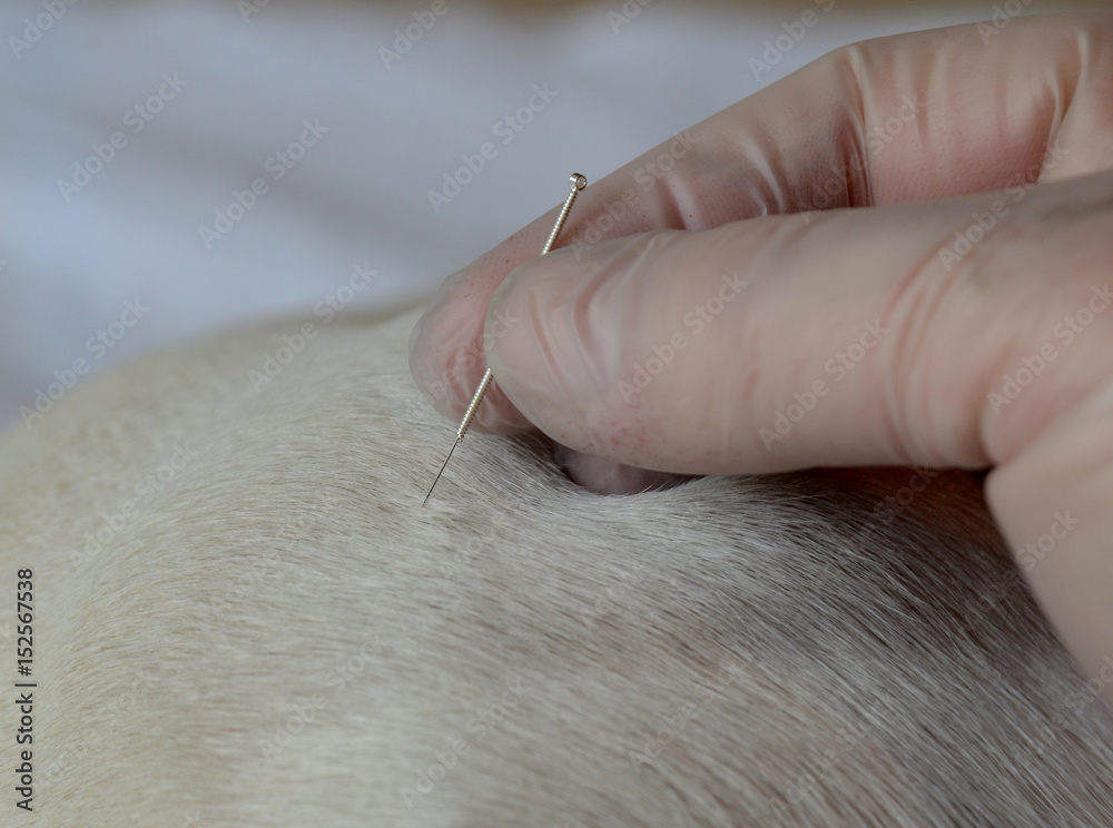 Acupuncture treatment of white dog. Needle insertion. Acupuncture treatment of white dog. Needle insertion.