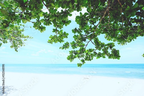 Fototapeta Naklejka Na Ścianę i Meble -  Summer tropical background 
