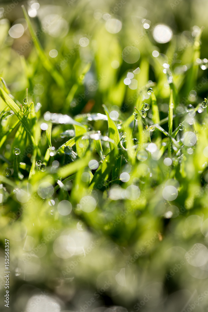 Green grass in the dew on the nature Green grass in the dew on the nature