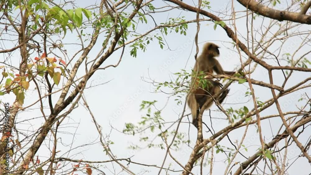 Indian gray langur monkey climbing on a wild berry tree in forest in Goa, India. Also known as hanuman langur and belongs to Semnopithecus Entellus species. Indian gray langur monkey climbing on a wild berry tree in forest in Goa, India. Also known as hanuman langur and belongs to Semnopithecus Entellus species.