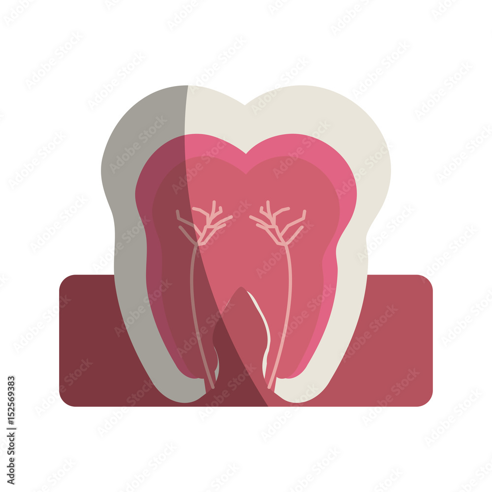 tooth interior dental care related icon image vector illustration design tooth interior dental care related icon image vector illustration design