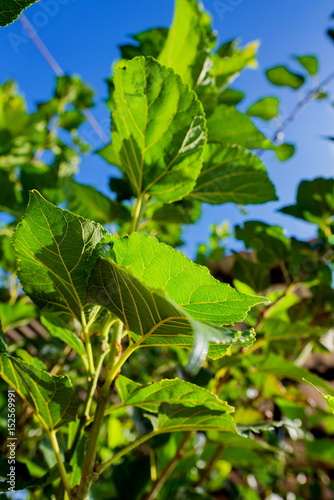 Wallpaper Mural mulberry leaf in garden Torontodigital.ca