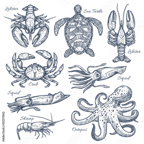 Sea animals and seafood isolated sketch set