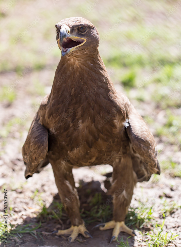 Fototapeta premium Portrait of an eagle in a park