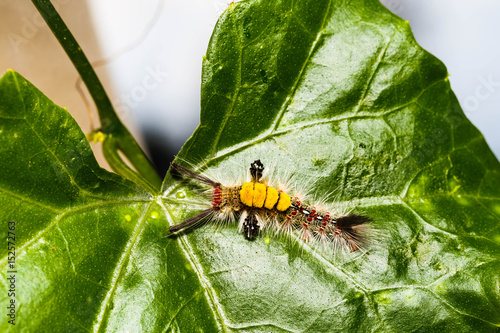 Brown Tussock Moth Olene mendosa photo