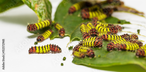 Chalcosiine Day-Flying Moth caterpillars (Cyclosia panthona)  on their host plant leaf photo