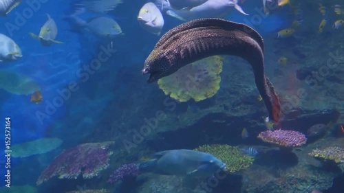 electric eel under water