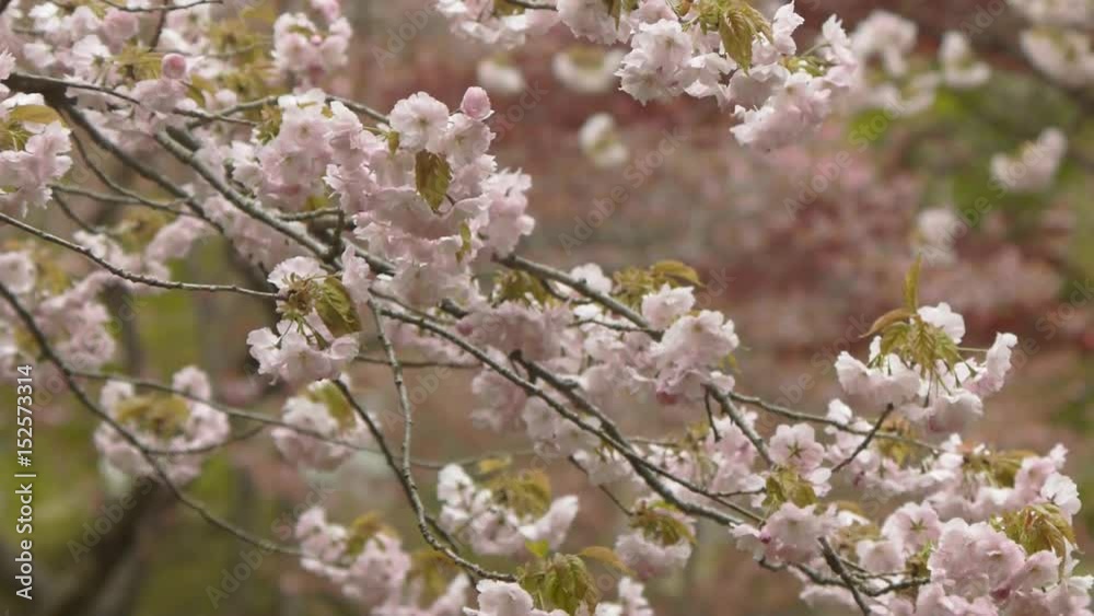 八重桜 八重桜