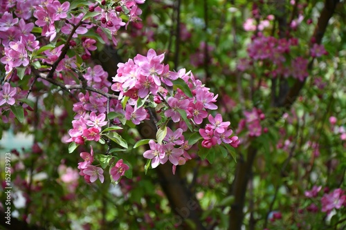 Crabapple flowers pink © 0608195706081957