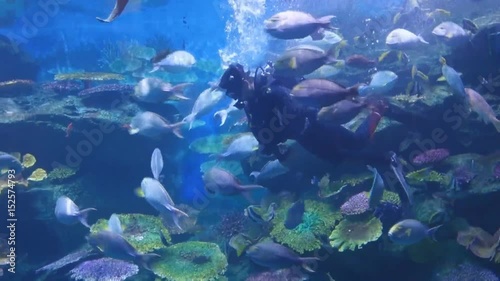 diver and fish under water