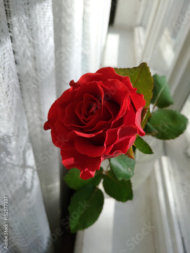 Beautiful red rose in a glass jar stand on windowstill. photo