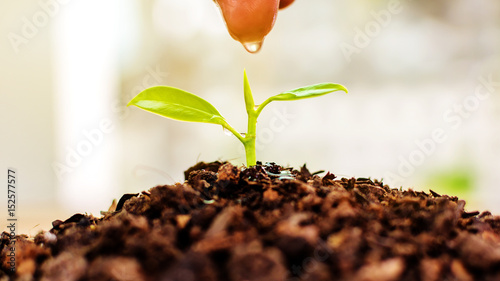 hand watering a young green plant growing. Earth day concept.