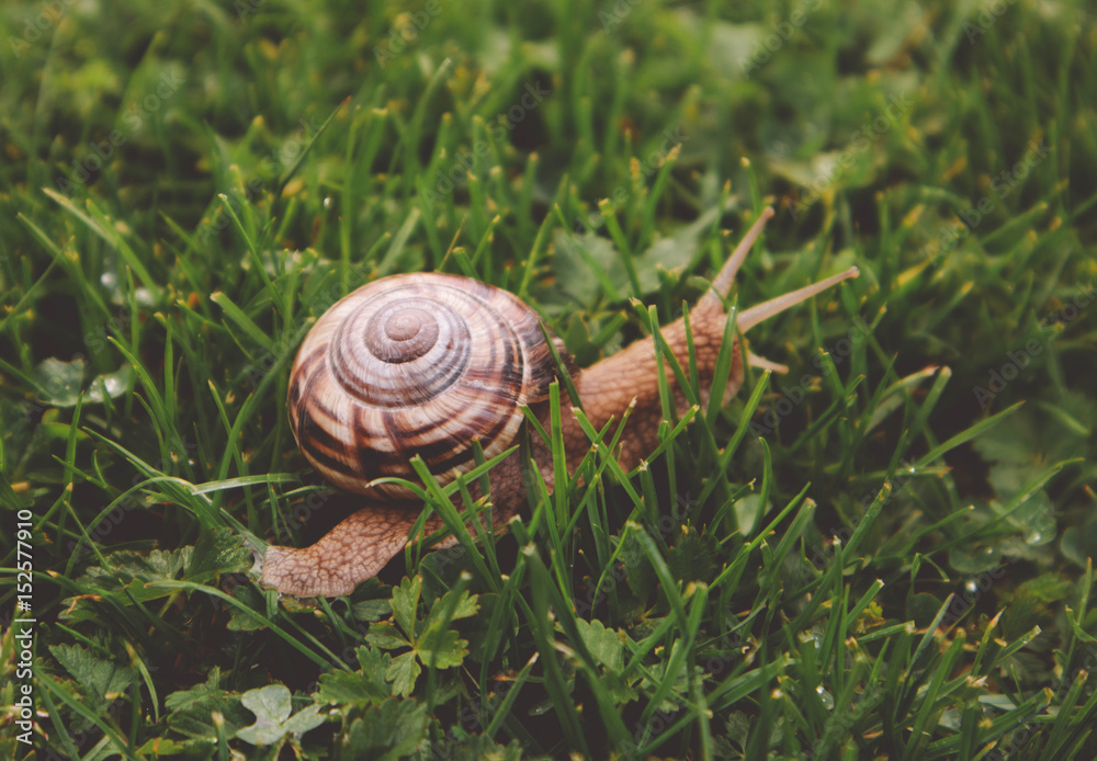 Photo depicts a wild lovely big beautiful snail with spiral shell. Amazing helix in the garden, crawling in a fresh green grass, good sunny weather. Marco, close up view. Photo depicts a wild lovely big beautiful snail with spiral shell. Amazing helix in the garden, crawling in a fresh green grass, good sunny weather. Marco, close up view.