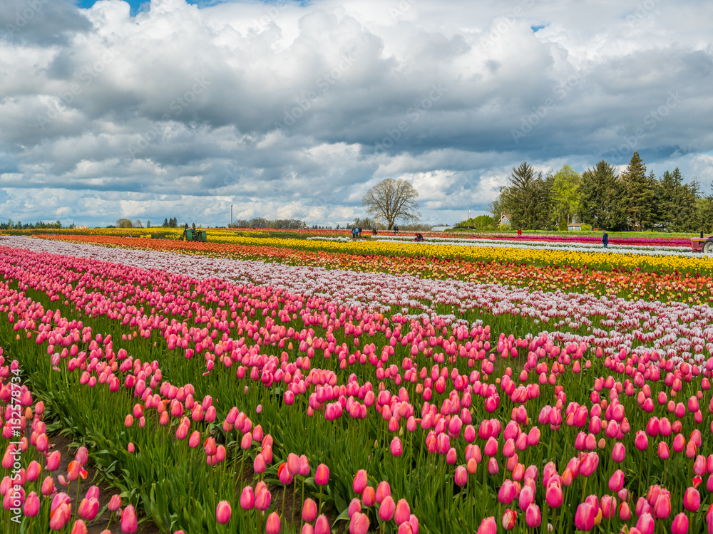 Rows of bright tulips in a field. Beautiful tulips in the spring. Variety of spring flowers blooming on fields. Wooden Shoe Tulip Festival in Oregon, USA