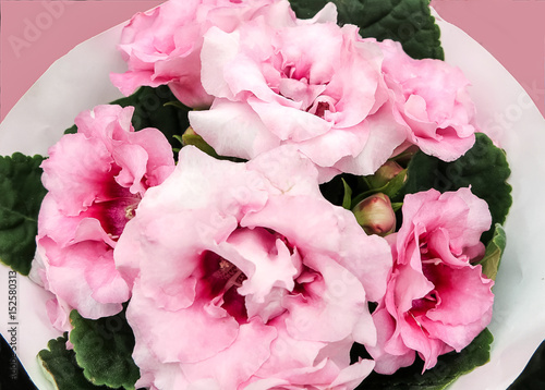 Decorum plant, pink Brazilian Gloxinia Sonata (Sinningia speciosa) photo