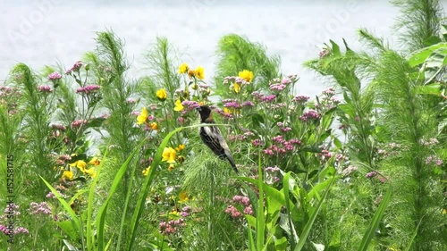 Bobolink male near lake