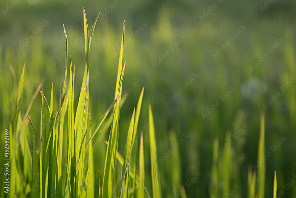 Green grass in the rays of the setting sun Green grass in the rays of the setting sun
