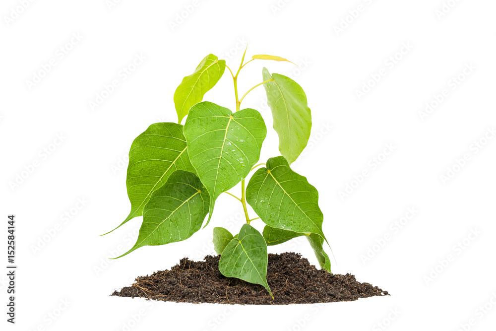 plant tree white background