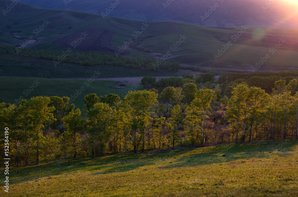 Poplar trees illuminated by the setting sun on the background of the shade valley in the hills. The Altai Mountains, Siberia, Russia