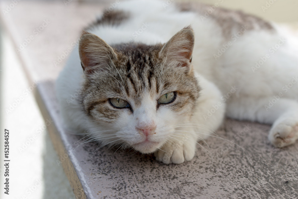 猫　猫が気持ちよさそうに転寝をしていた。