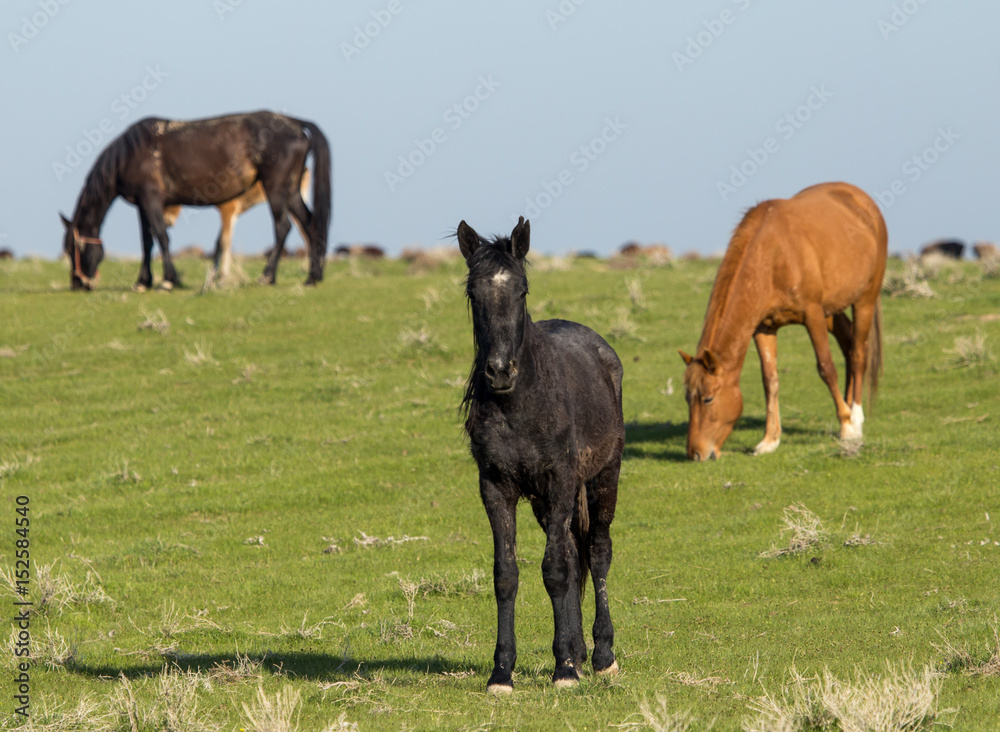 Horses in pasture on nature