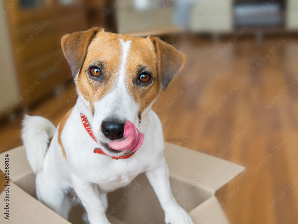 Cute puppy jack russell terrier sitting with tongue hanging outin a cardboard box     
