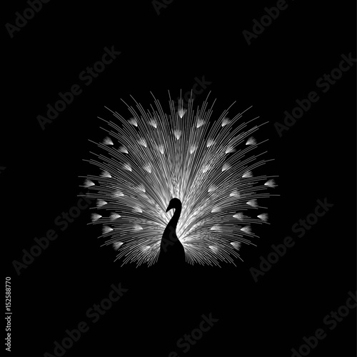 White peacock 
