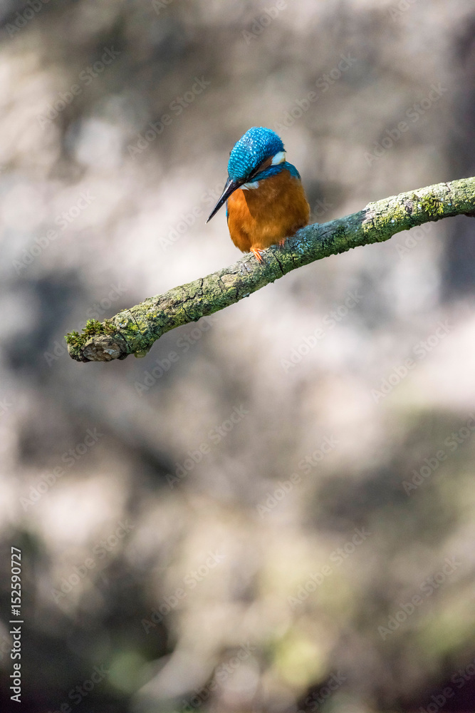 Alert kingfisher on branch looking down for fish. Alert kingfisher on branch looking down for fish.