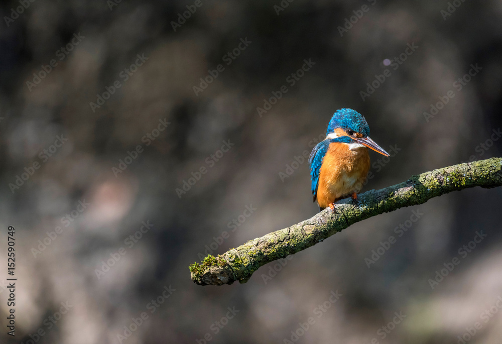 Common kingfisher perched on branch looking sideways. Common kingfisher perched on branch looking sideways.