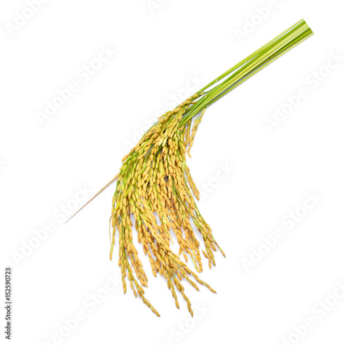 green paddy rice isolated on white background