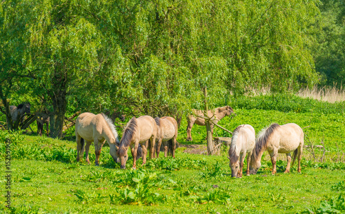 Horses in a meadow in wetland in spring