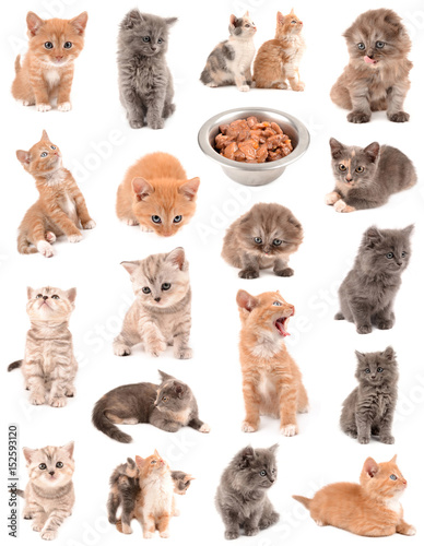 Fototapeta Naklejka Na Ścianę i Meble -  collection of kittens