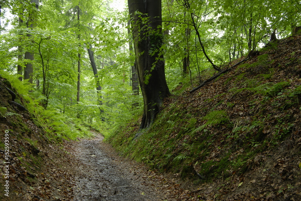 Obraz premium Ojcowski Park Narodowy.