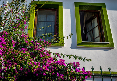 Green painted windows and bougainvillea plant