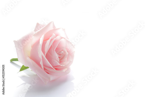 pink rose blossom on white #2