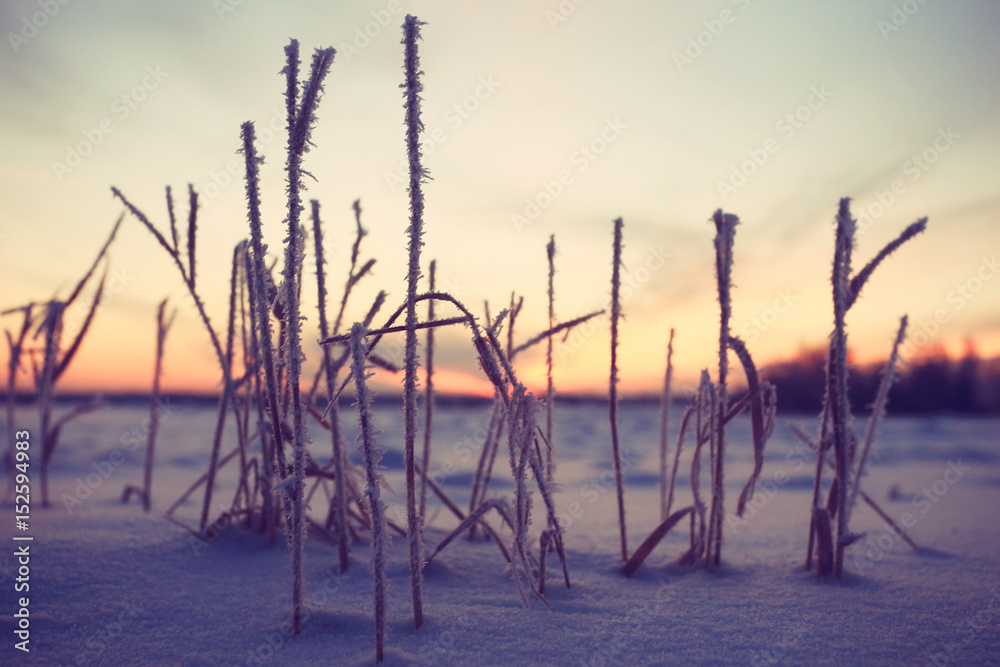 Fresh snow winter background in nature