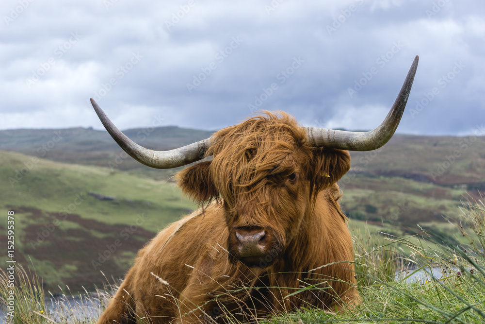 Fancy Cow Fancy Cow