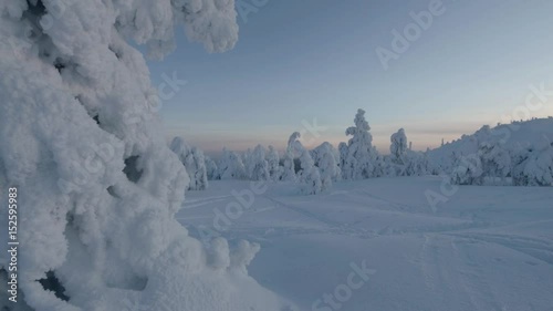 Winter wonderland  