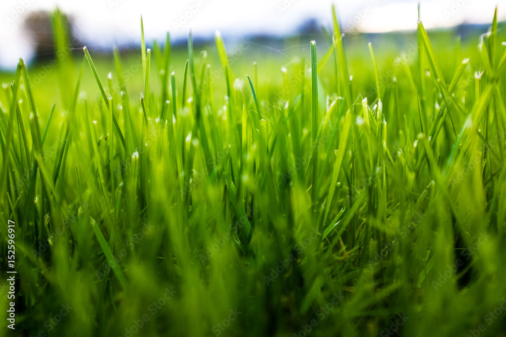 Fototapeta premium Grass pasture in New Zealand