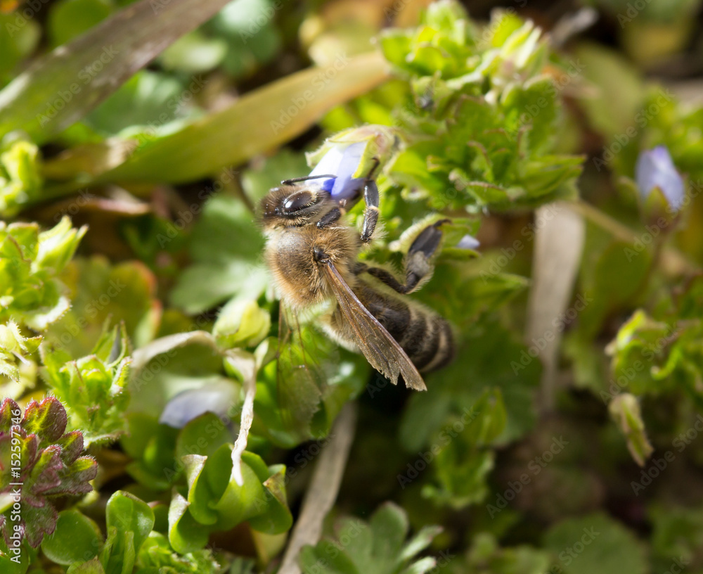 Bee in the grass on the flowers Bee in the grass on the flowers