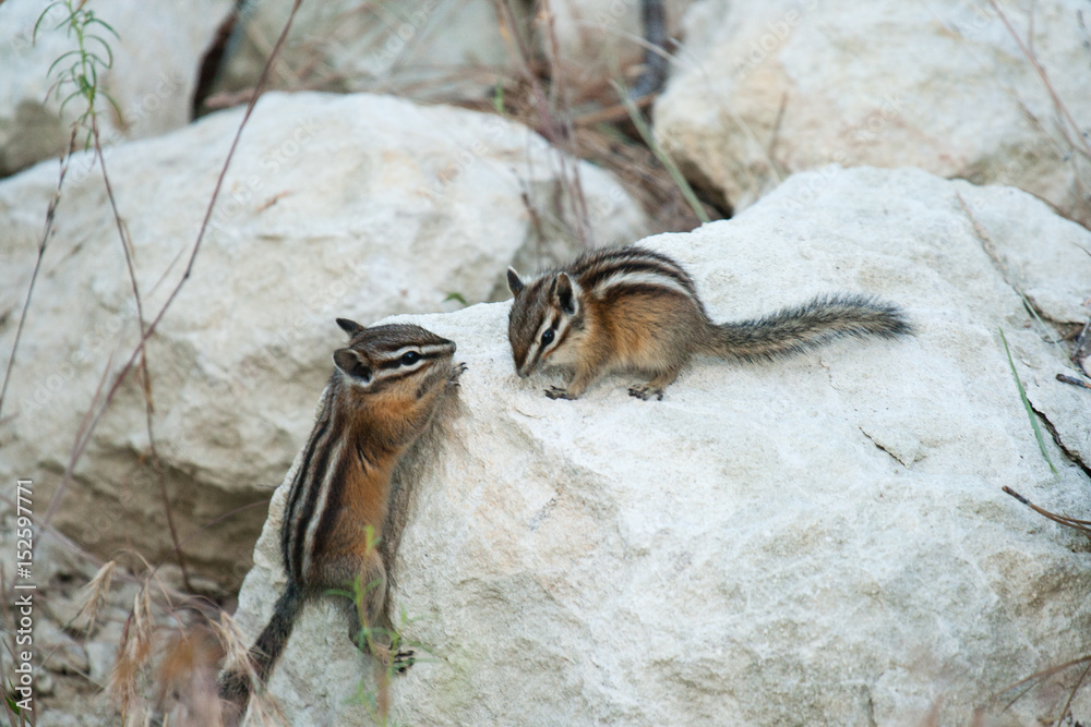 Couple of chipmunks playing mating games.