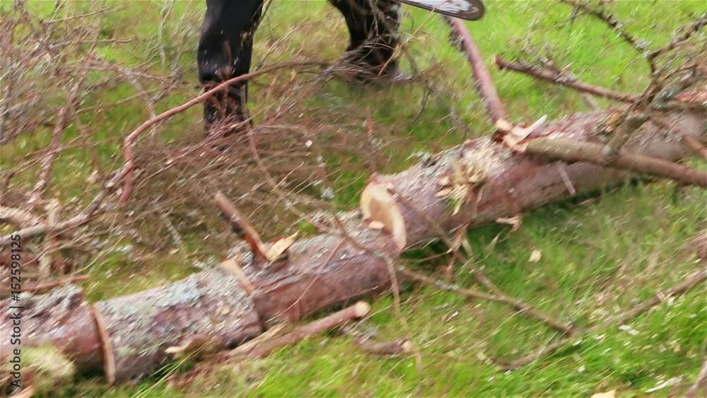 Cut Tree Trunk with Chainsaw Cut Tree Trunk with Chainsaw