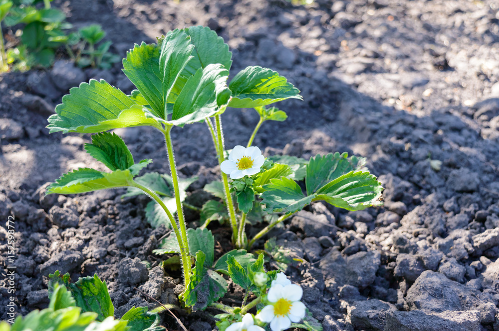 Obraz premium Green strawberry leaves with flowers and buds grow in the garden in the spring. Seedling. Flowering plants in the ground. Selective focus.